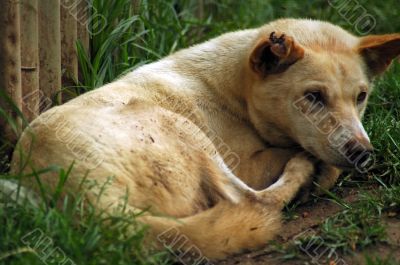 resting Dingo