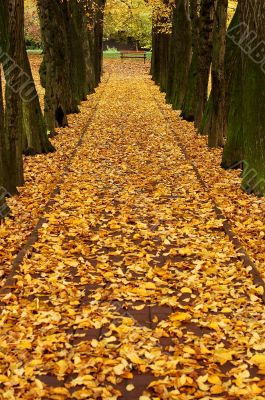 autumn alley