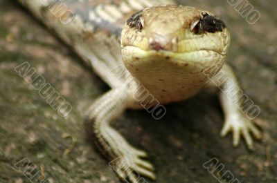 curious lizard