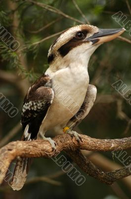 Laughing Kookaburra