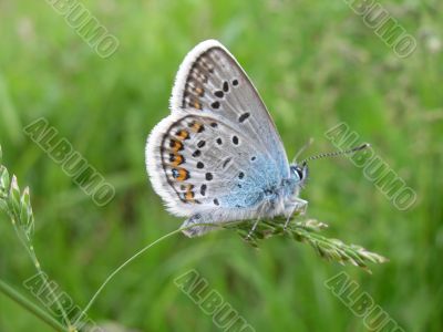 Butterfly on grass
