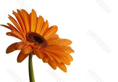 orange gerber daisy with droplets