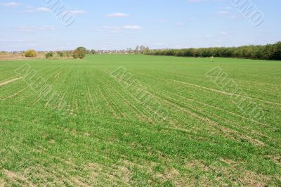 Field