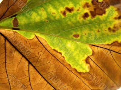 Leaf