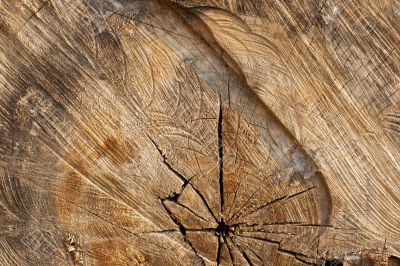 Trunk