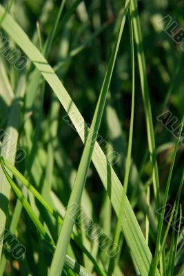 Grass