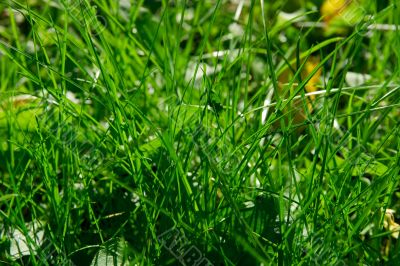 Grass