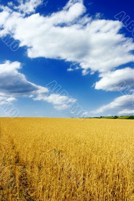 Field