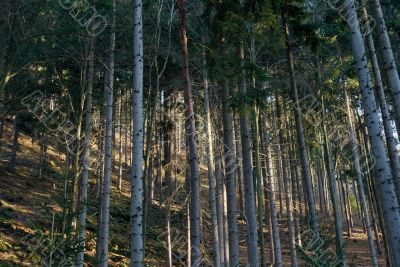Forest