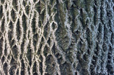 Trunk