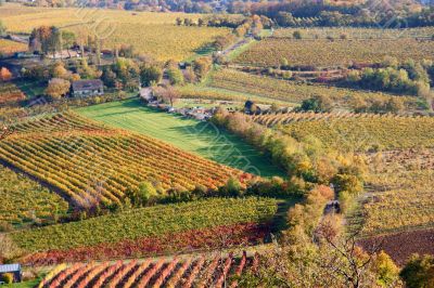 Grapeyard