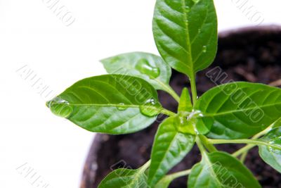 Plant