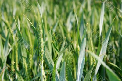 Wheat