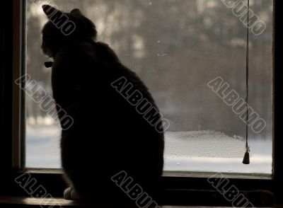 Cat In The Window