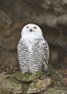 Snowy owl