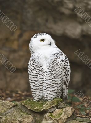 Snowy owl 2