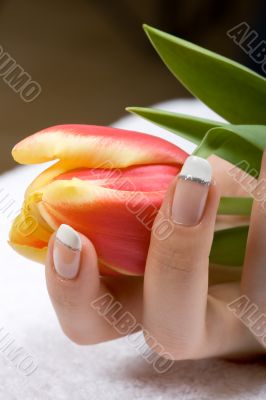 Tulip in woman hands