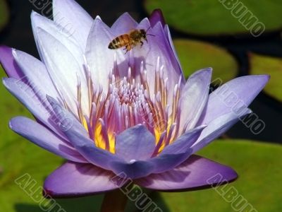Little Bee, Big Lotus