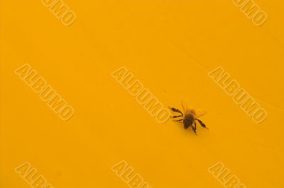 Yellow Jacket