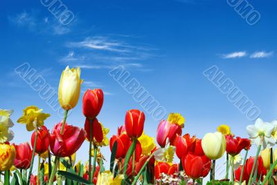 Various spring flowers towards the blue sky