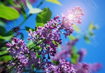 Lilac branch with a sun flare