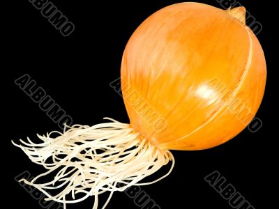 onion