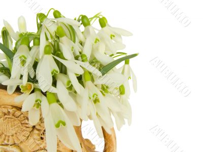 Snowdrops