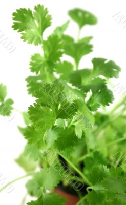 Fresh Herbs Coriander 2