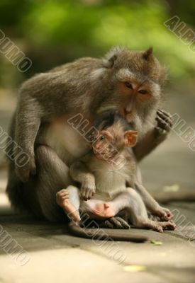 Family of monkeys
