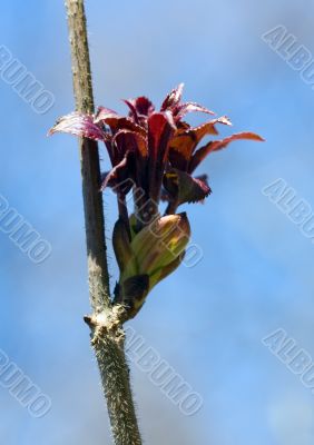 Spring blossoming bush