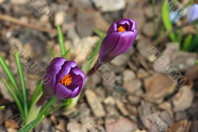 Primeroses
