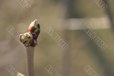 Tree bud with copy-space