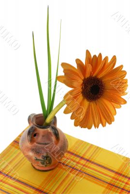 Gerber with droplets in vase