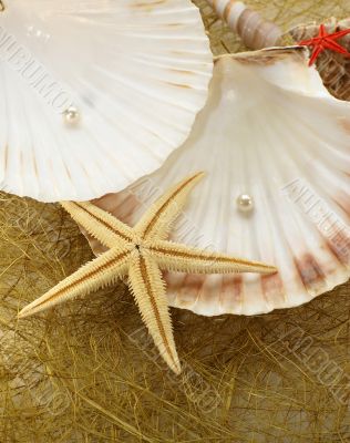 abstract composition with various of seashels