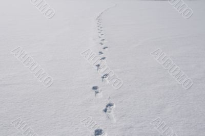 Tracks on snow.