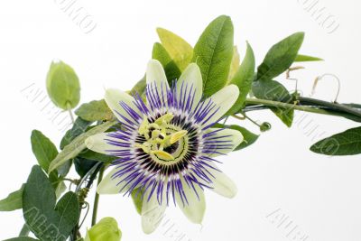 Purple Passionflower