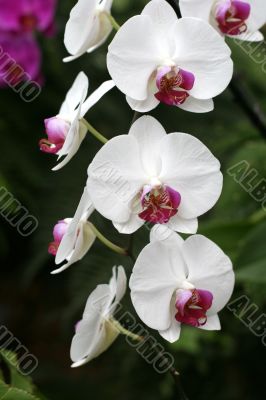 Orchids