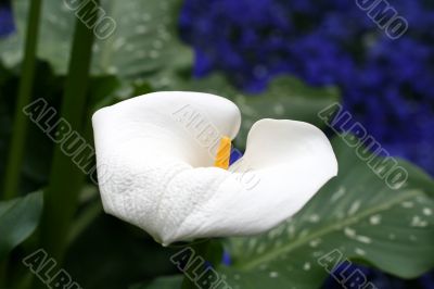 Calla-lily