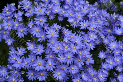 Cineraria