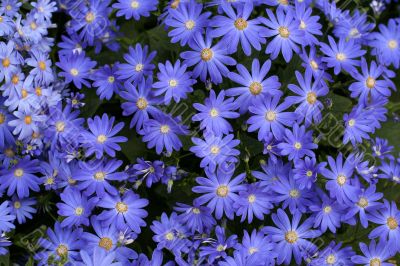 Cineraria