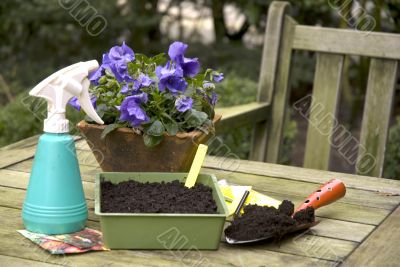 sowing seeds