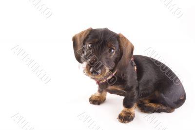 little puppie