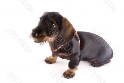 little puppie
