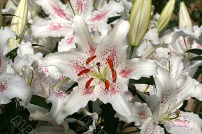 Lily in a garden