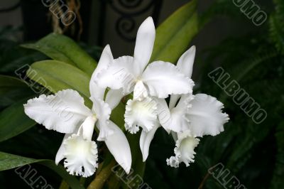 Orchids