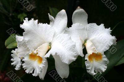 Orchids