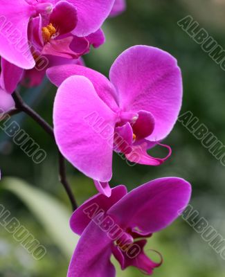 Orchids