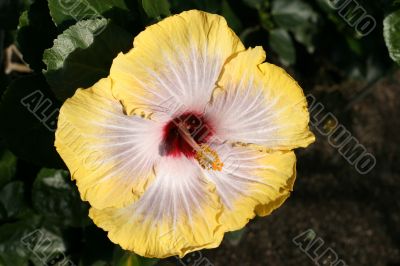 Chinese hibiscus