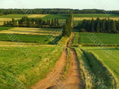 Green field Landscape