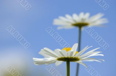 Daisies in the sky